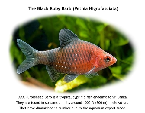 black ruby barb, Pethia nigrofasciata, purplehead barb, bulath hapaya, sri lanka